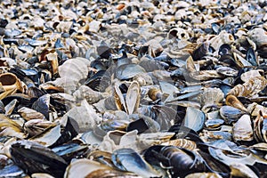 Clamshells variety at seashore