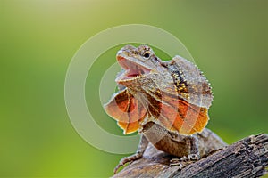 Clamydosaurus kingii reptiles are very grumpy, frilled