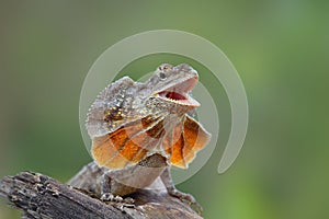 Clamydosaurus kingii reptiles are very grumpy, frilled