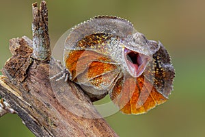 Clamydosaurus kingii reptiles are very grumpy, frilled