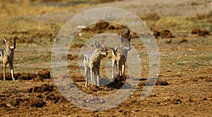 Clan of Black-backed Jackals together at a kill site