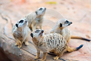 Clan of Meerkats Suricata suricatta