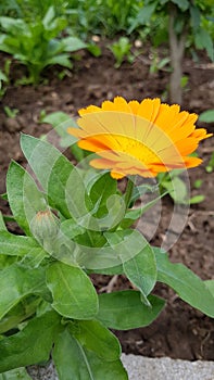 Clandula is a blooming and small bud