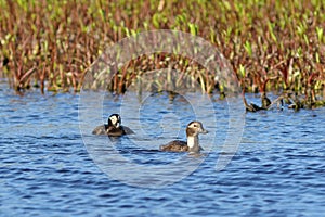 Clangula hyemalis. Long-tailed Duck on a summer day in the Arctic zone of Russia