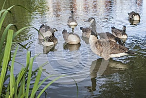 Clapham Commons, London - the pond/ducks. photo