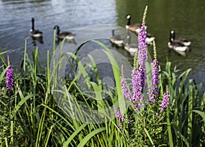 Clapham Commons, London - the pond/ducks and pink flowers.