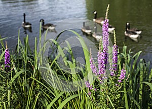 Clapham Commons, London - the pond/ducks and pink flowers. photo