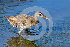 Clapper Rail