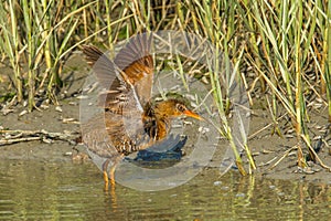 Clapper Rail