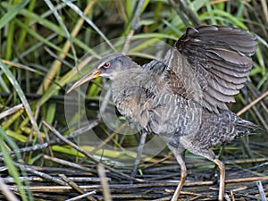 Clapper Rail