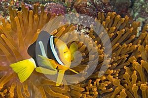 Clarck s Anemonefish,  South Ari Atoll, Maldives