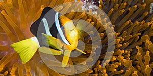 Clarck`s Anemonefish, South Ari Atoll, Maldives