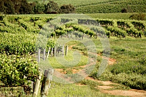 Clare Valley Vines