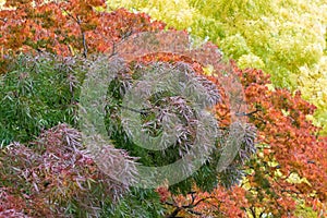 Claret ash tree in purple, green color during Autumn in Tasmania