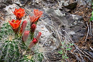 Claret Cactus Buds Bloom on Side of Trail