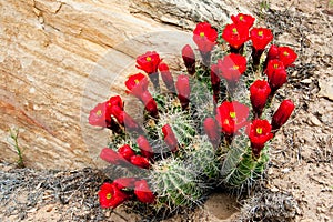 Claret Cup Cactus photo