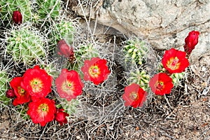 Claret Cup Cactus photo