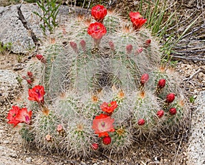 Claret Cup cactus in bloom