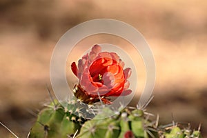 Claret Cup cactus with blooming red flower, zoomed.