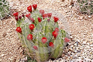 Claret Cup cactus with blooming red flowers.