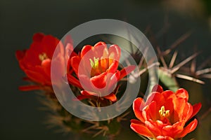 Claret cup cactus, blooming Red flowers.