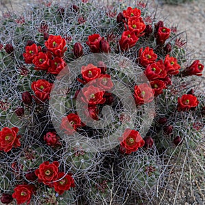 Claret Cup Cactus Covered in Red Blooms