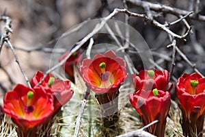 Claret cup cactus flowers