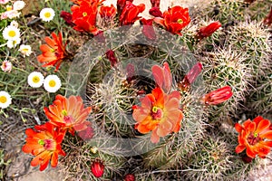 Claret Cup Cactus and other native plants in New Mexico