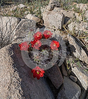 Claret Cup Cactus wedged in Desert Rocks