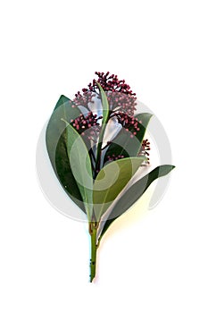 Claret Skimmia Japonica with green leaves on a white background