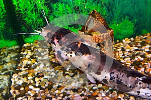 Clarias Angolan