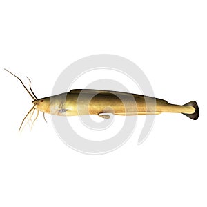 Clarias gariepinus/African catfish