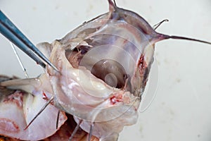 Clarias gariepinus in the laboratory.