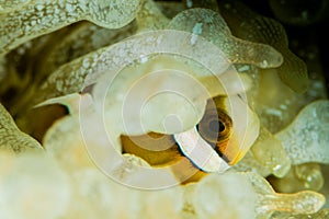 clark anemonefish clownish photo
