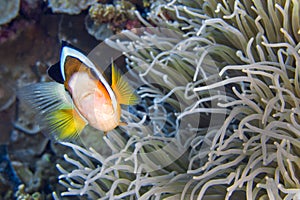 Clark s Anemonefish, Bunaken National Marine Park, North Sulawesi, Indonesia