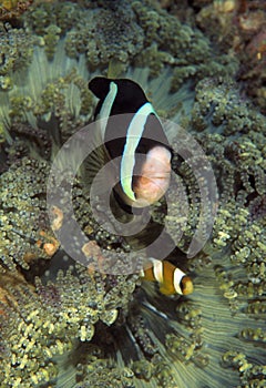 Clark's Anemonefish, Perhentian Island, Terengganu photo