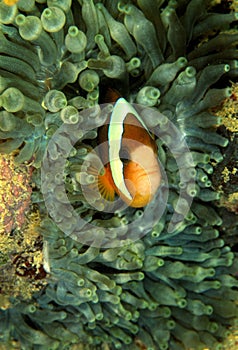 Clark's Anemonefish, Perhentian Island, Terengganu photo