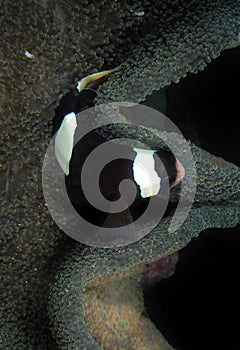 Clark's Anemonefish, Perhentian Island, Terengganu photo