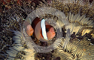 Clark's Anemonefish, Perhentian Island, Terengganu photo