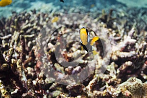 Clark's anemonefish at Surin national park