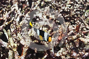 Clark's anemonefish at Surin national park