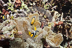 Clark's anemonefish at Surin national park