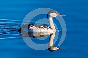 Clark`s Grebe