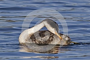 Clark`s Grebe, Aechmophorus clarkii, preening