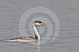 Clark`s Grebe, Aechmophorus clarkii, swimming