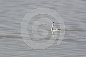 Clark`s Grebe Swimming in the Rippled Waters of the Bear River Wildlife Refuge in Northern Utah