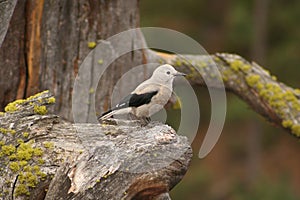 Clark's Nutcracker photo