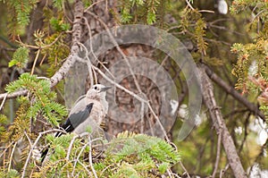 Clark`s Nutcracker bird