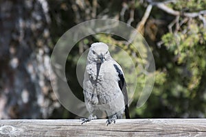 Clark's Nutcracker