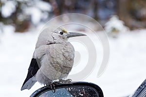 Clark`s Nutcracker at Lake Louise in Banff National Park.